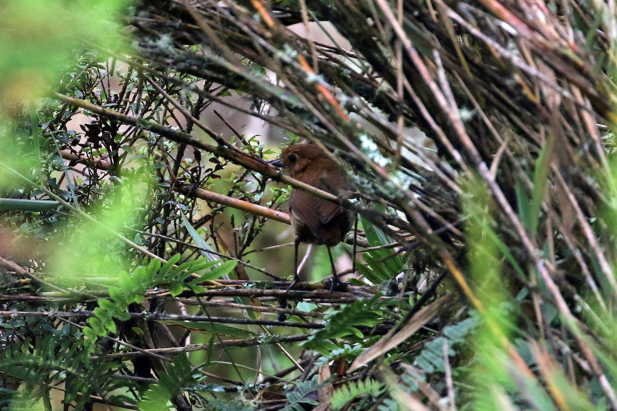 Muisca Antpitta - ML640276003