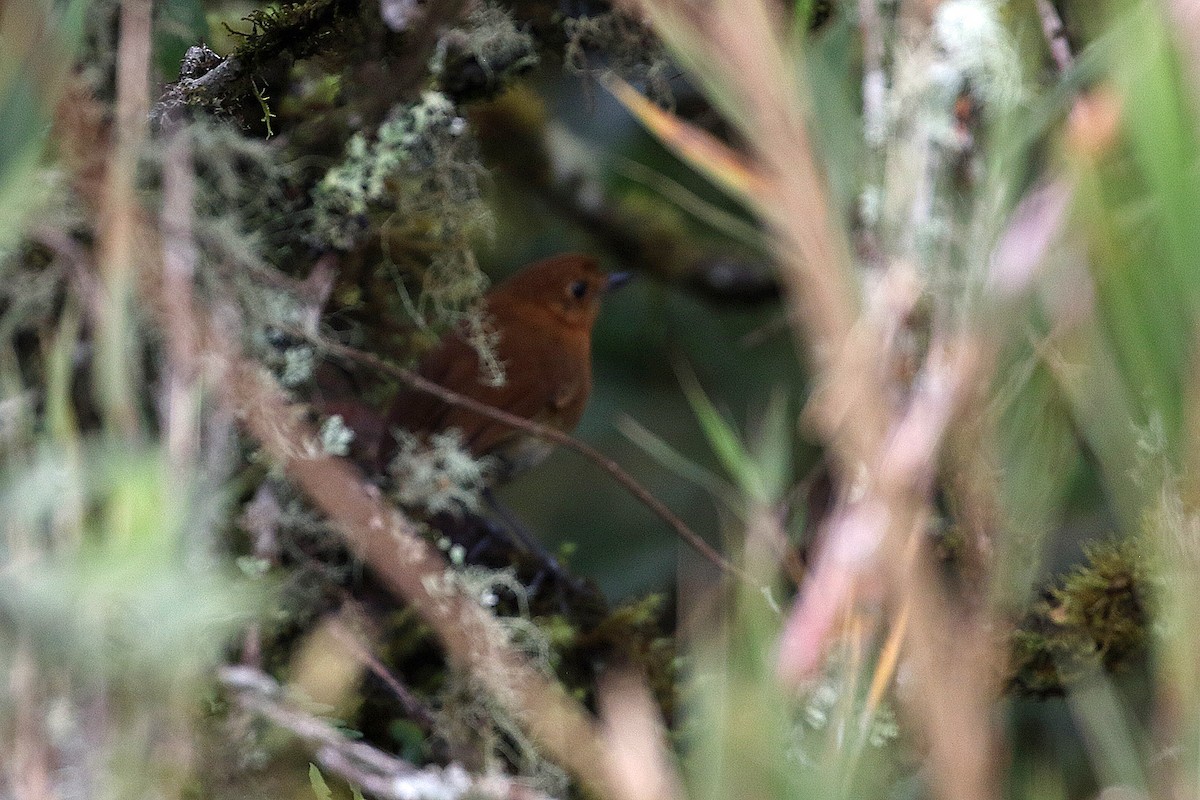 Muisca Antpitta - ML640276004