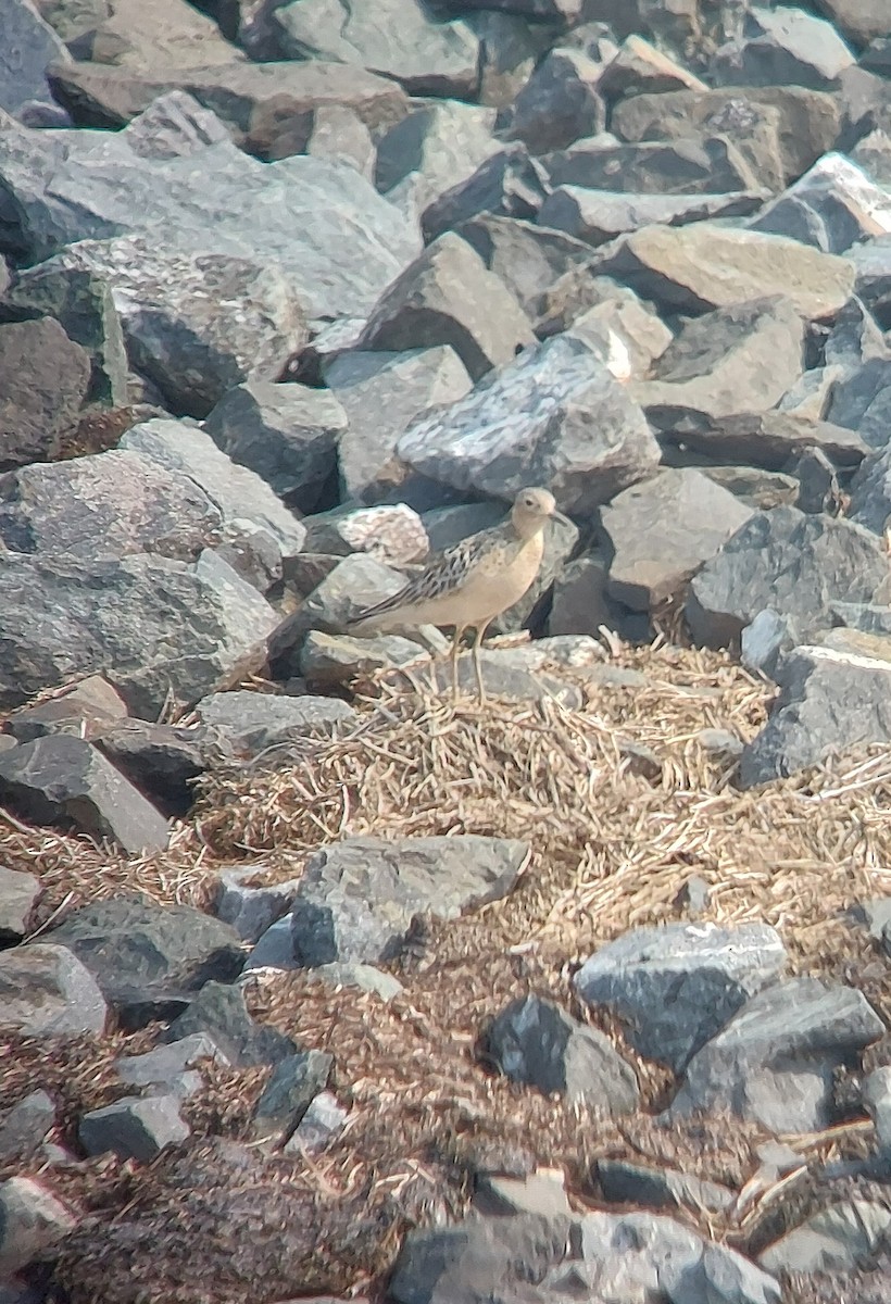 Buff-breasted Sandpiper - ML640276043
