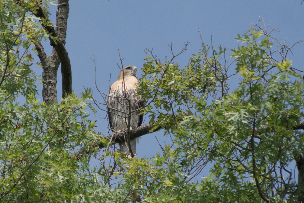 Red-tailed Hawk - ML640276062