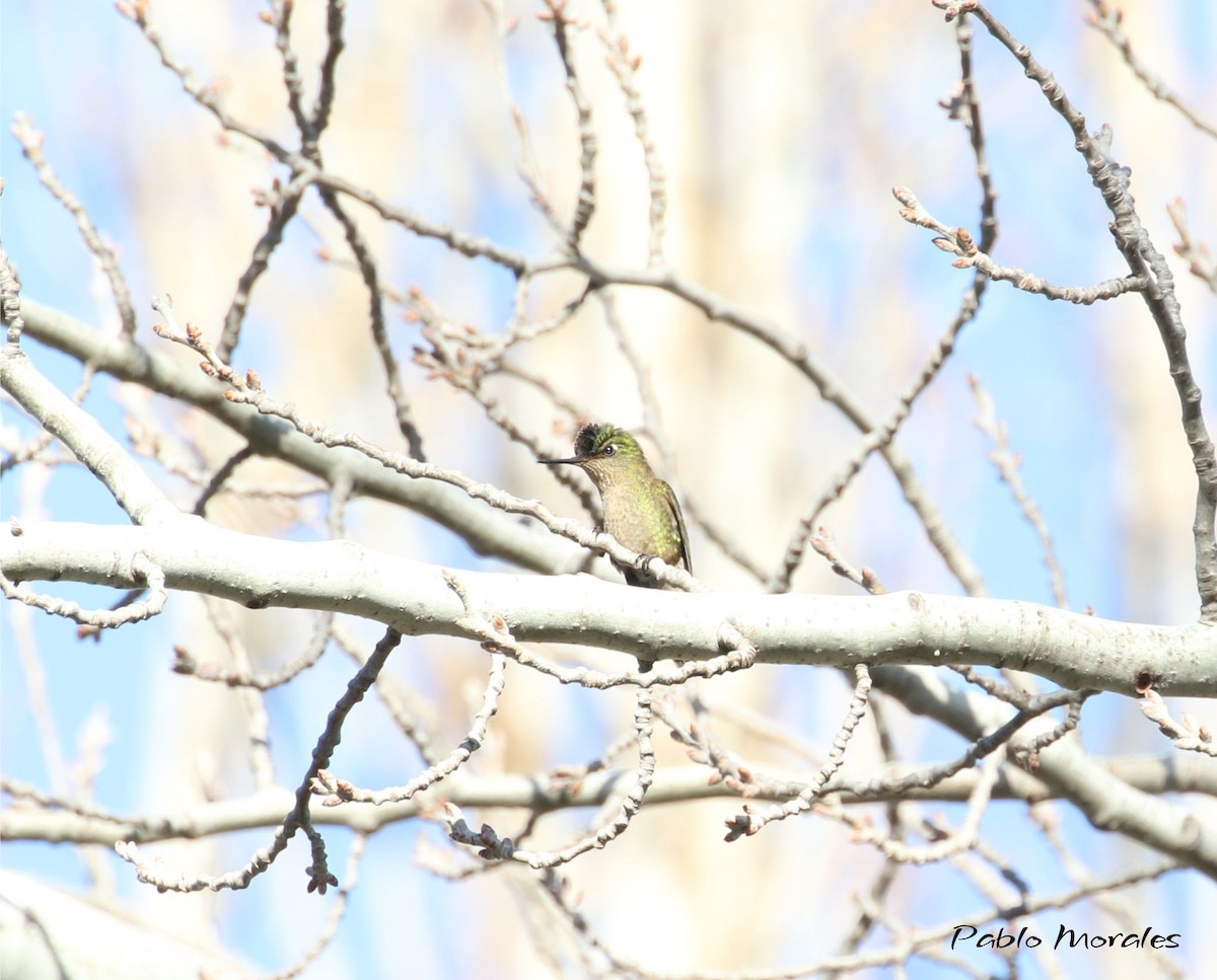 Colibri du Chili - ML640276106