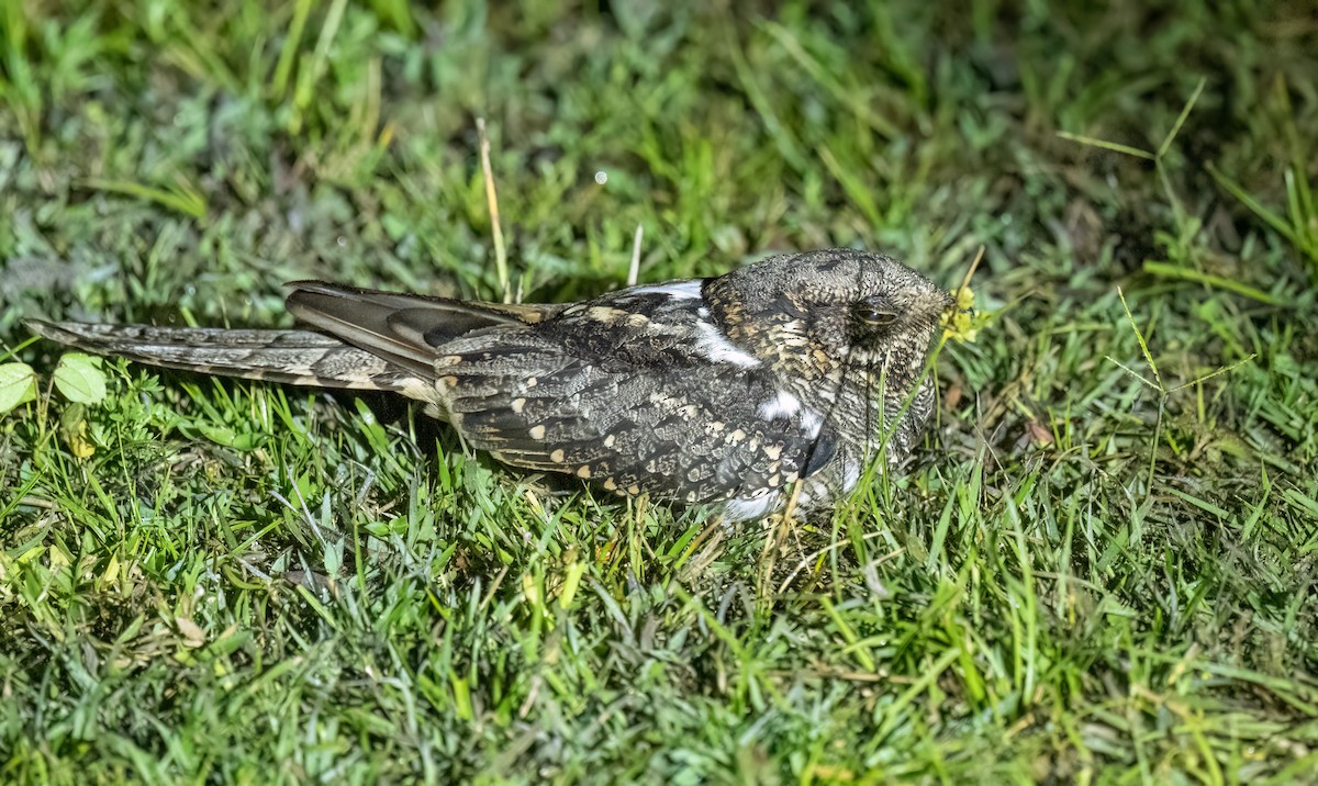 Scissor-tailed Nightjar - ML640276109