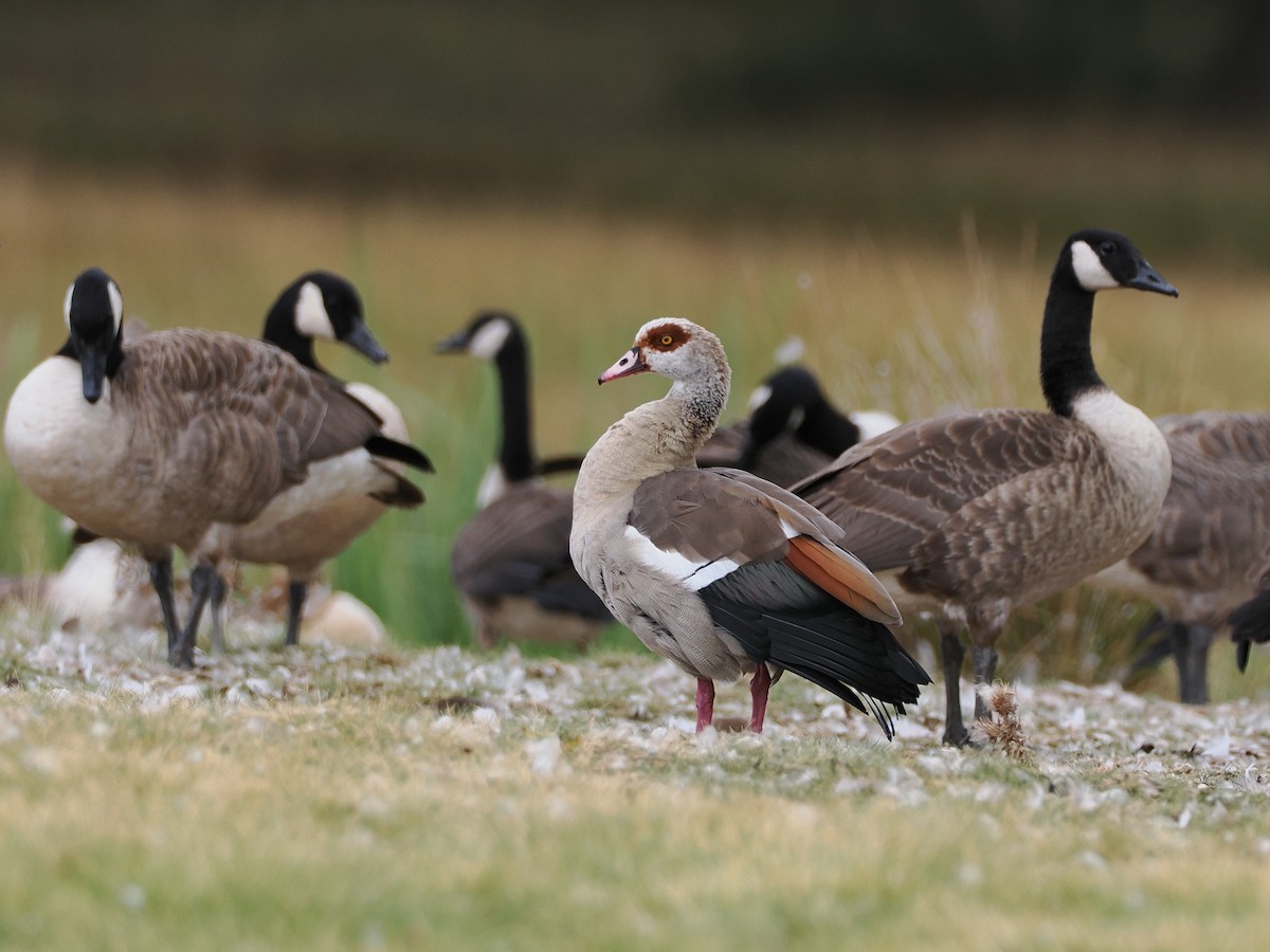 Egyptian Goose - ML640276127