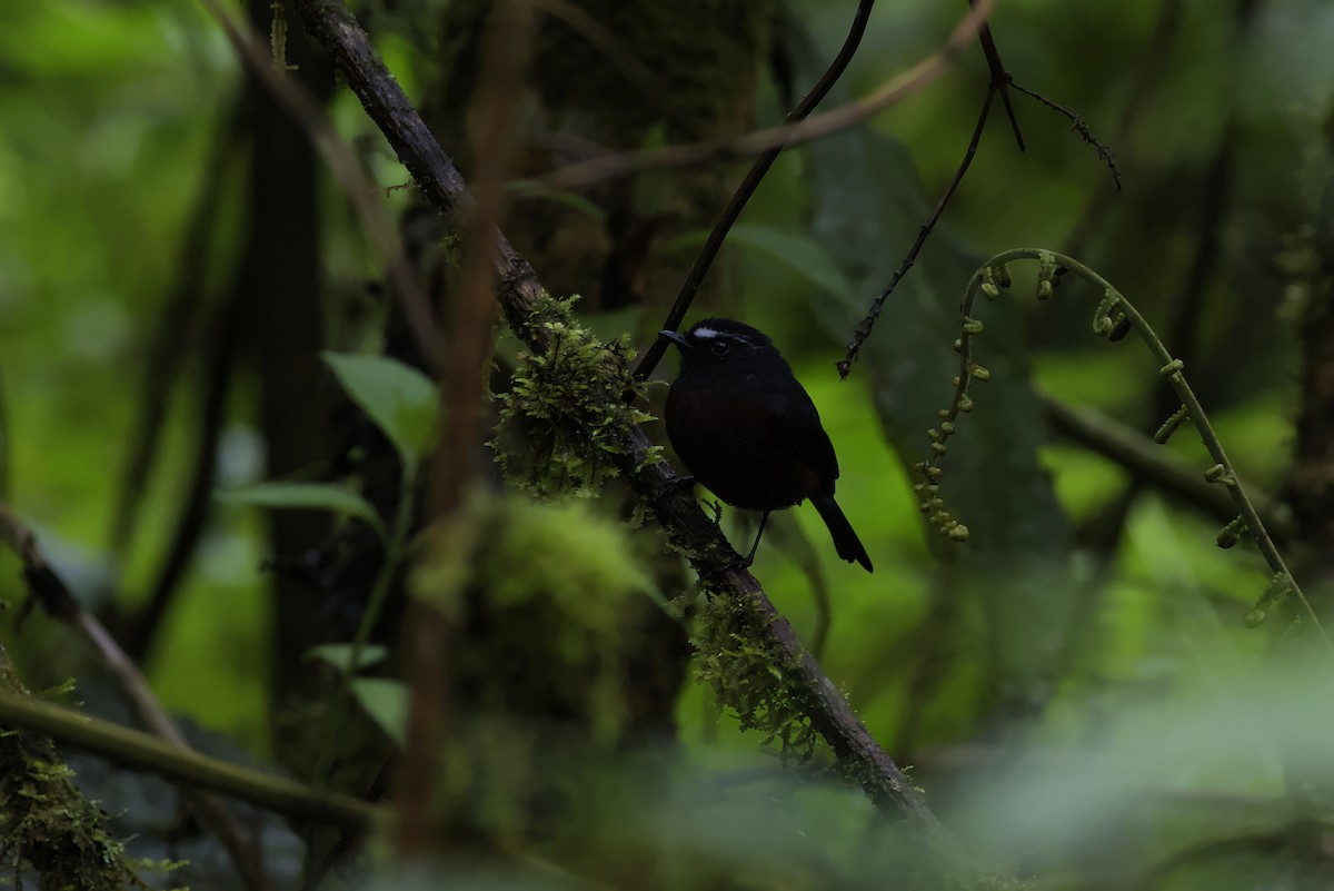 Chestnut-bellied Chat-Tyrant - ML640276132