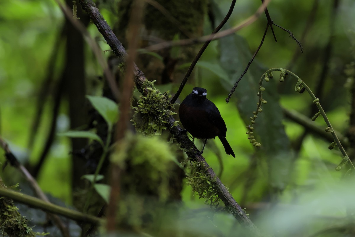 Chestnut-bellied Chat-Tyrant - ML640276133