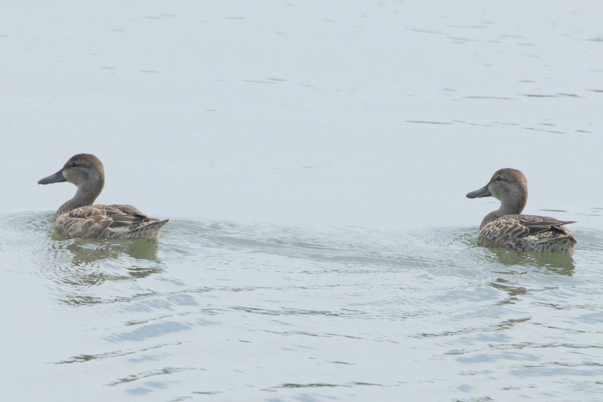 Blue-winged Teal - ML640276153