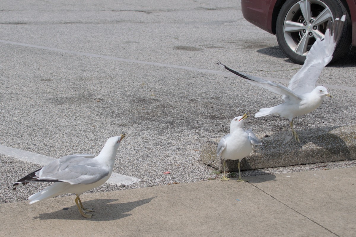 Ring-billed Gull - ML640276177