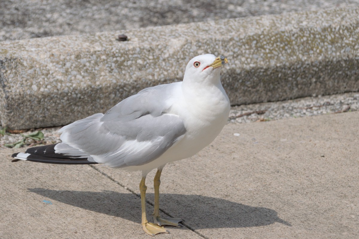Ring-billed Gull - ML640276185