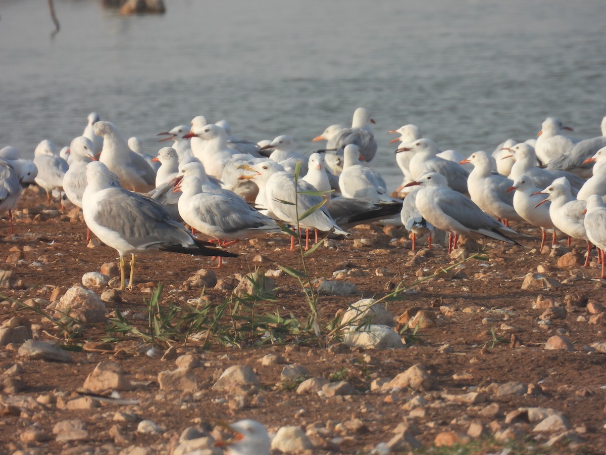 Gaviota Picofina - ML640276235