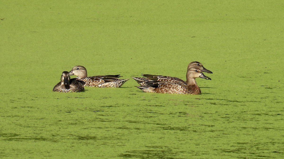 Blue-winged Teal - ML640276362