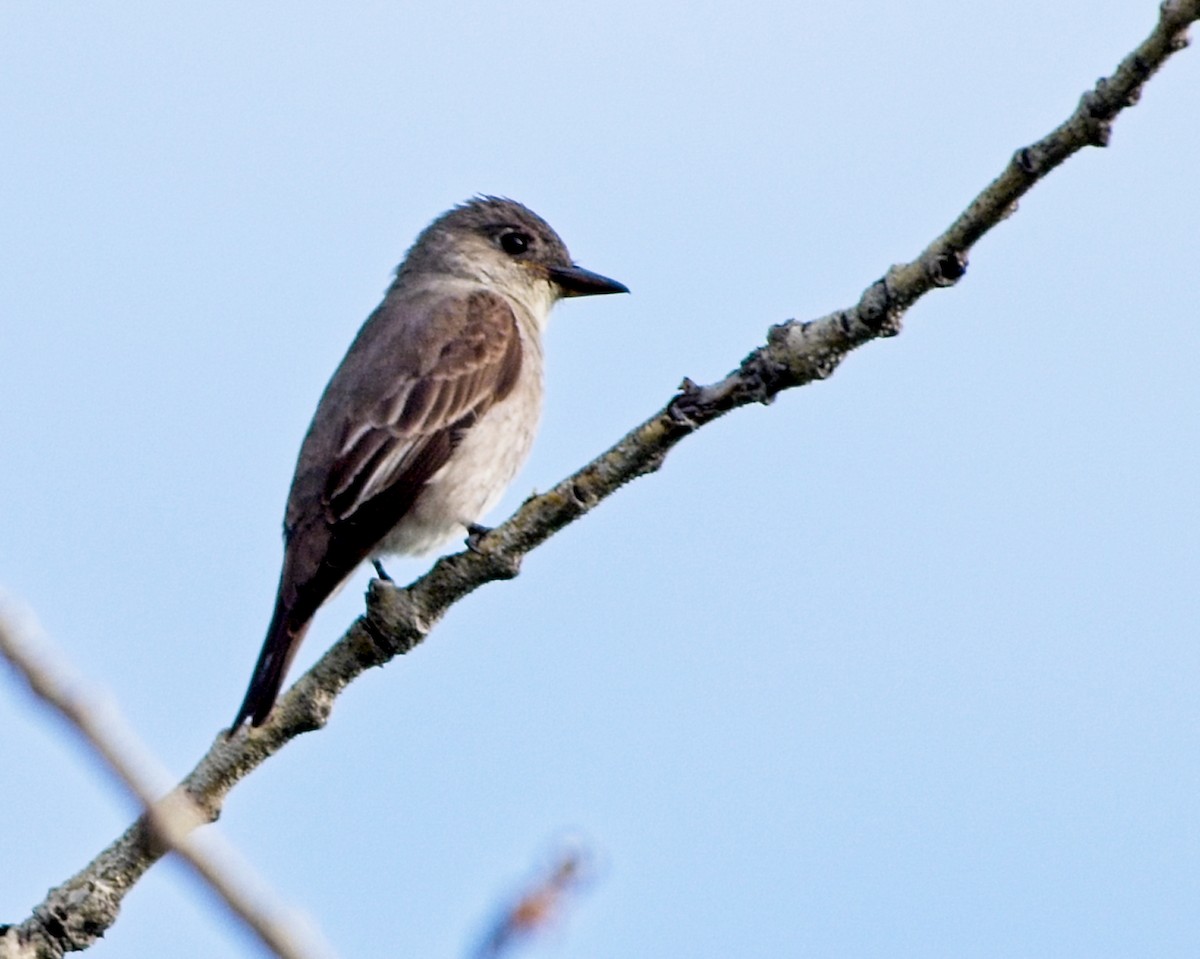 Olive-sided Flycatcher - ML640276366