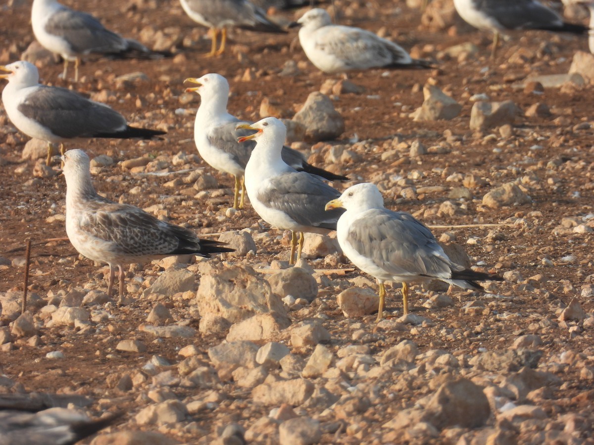 Gaviota Patiamarilla - ML640276374