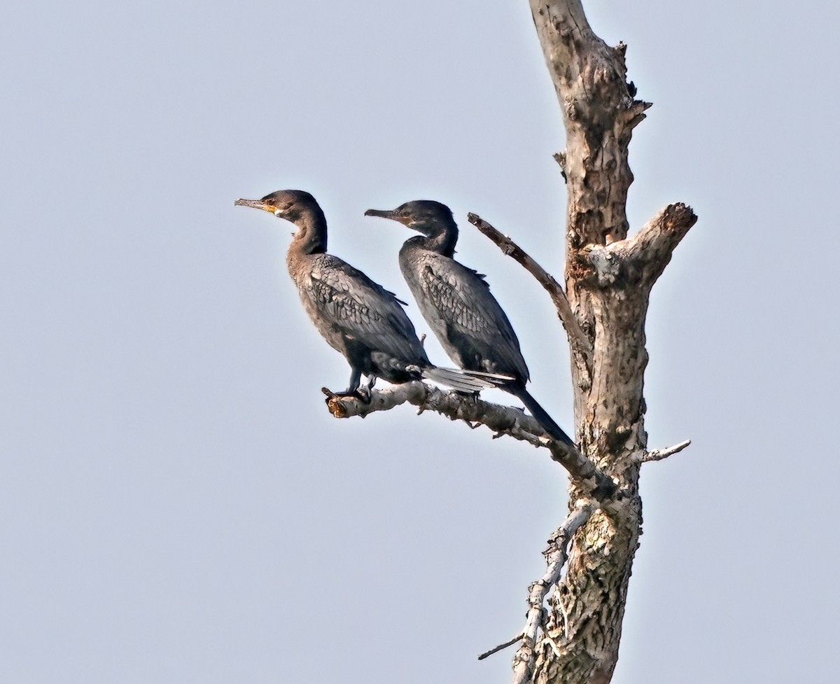 Neotropic Cormorant - ML640276439