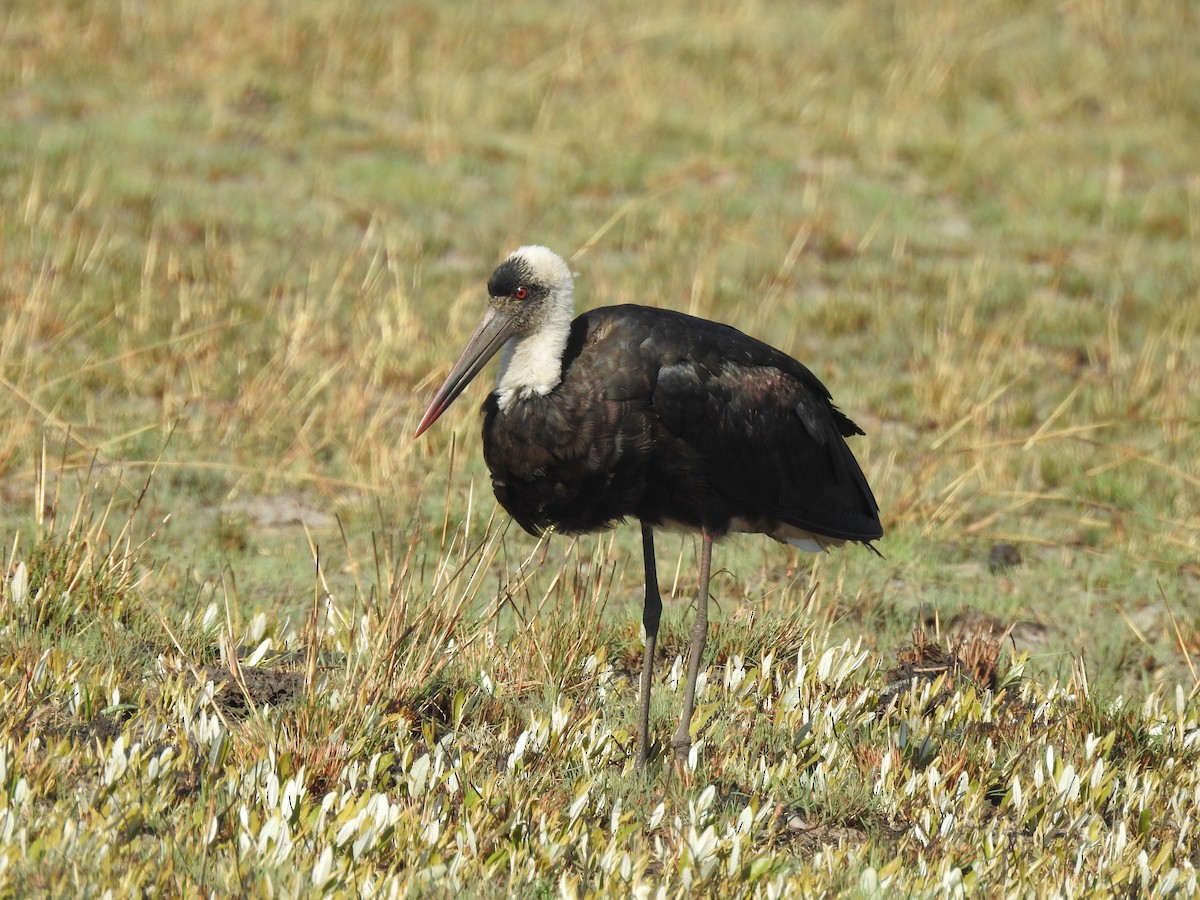 African Woolly-necked Stork - ML640276507