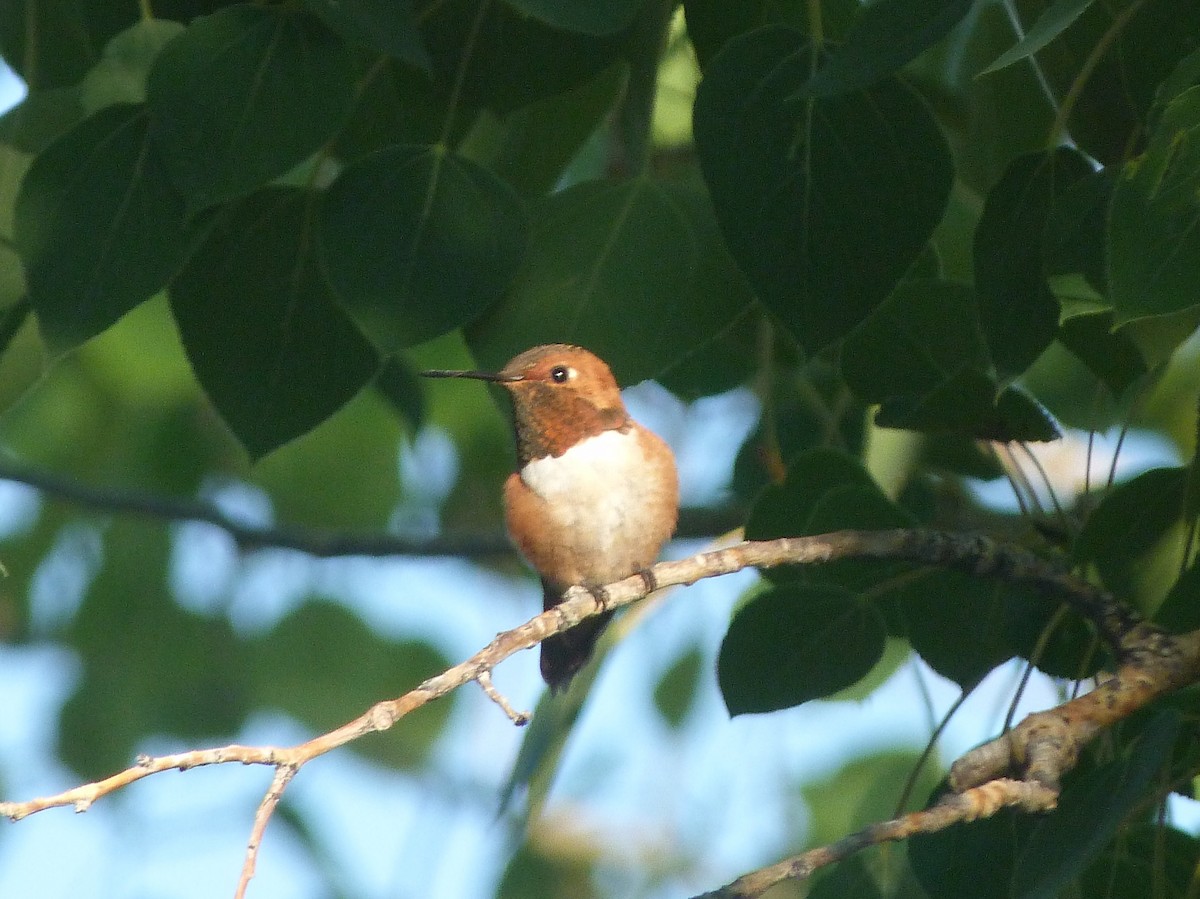 Rufous Hummingbird - Kenneth Stinchcomb