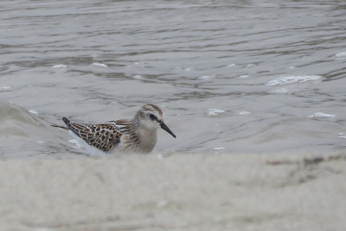 Little Stint - ML640276527