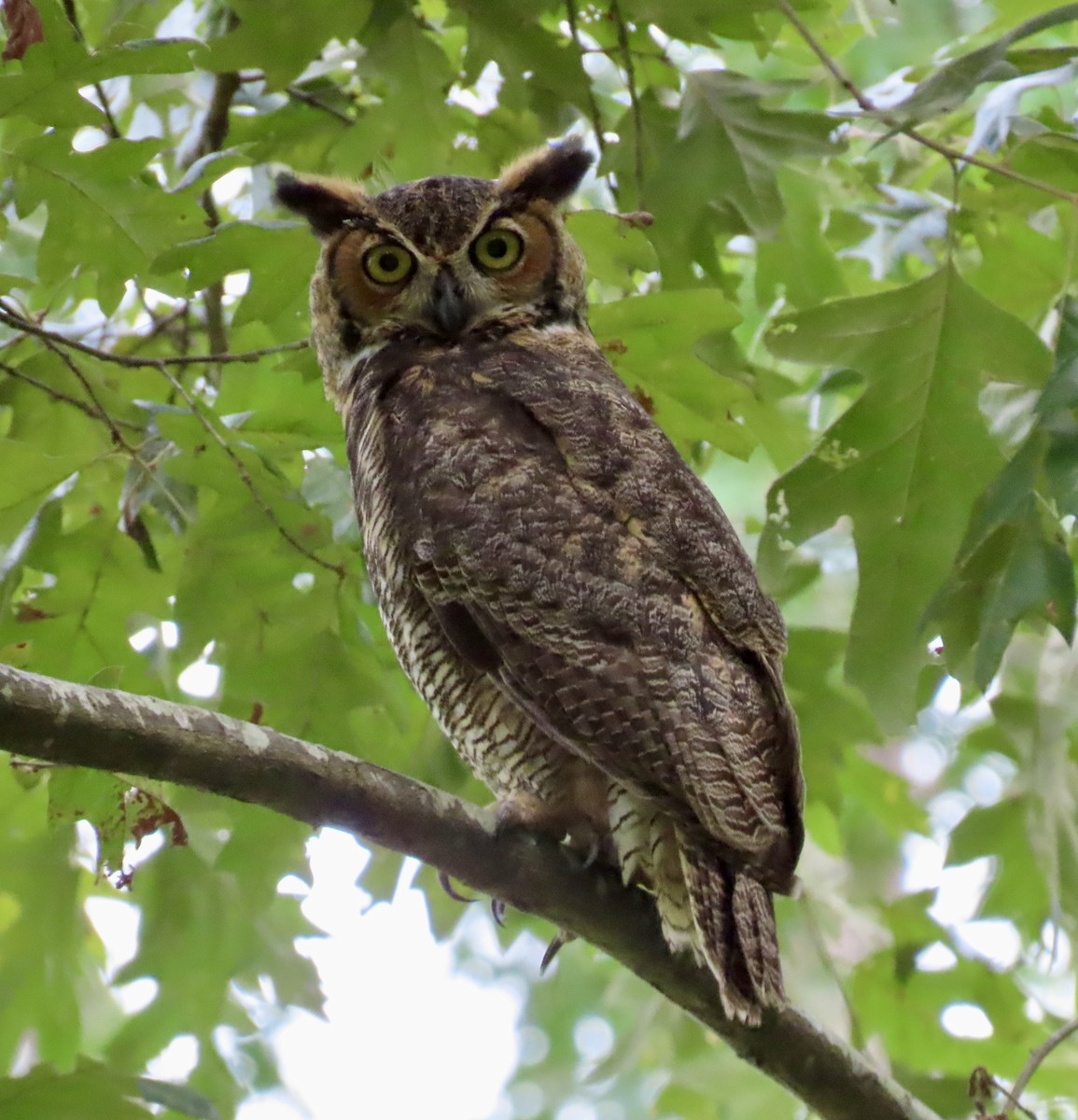 Great Horned Owl - ML640276538