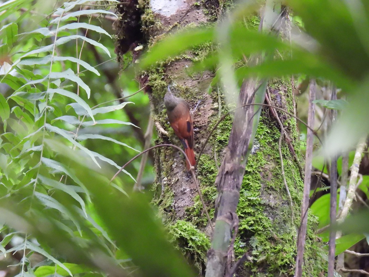 Olivaceous Woodcreeper - ML640276561