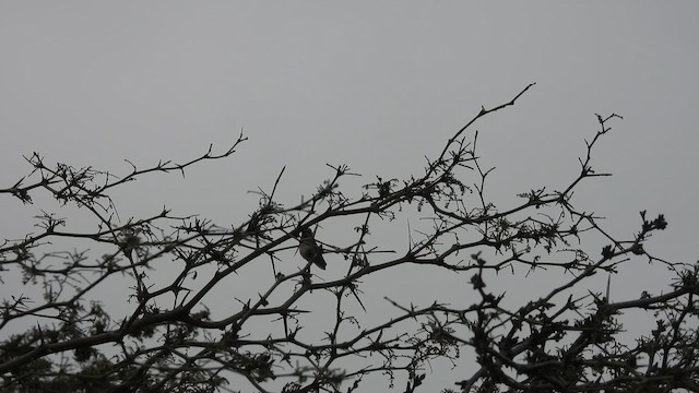Short-tailed Woodstar - ML640276565