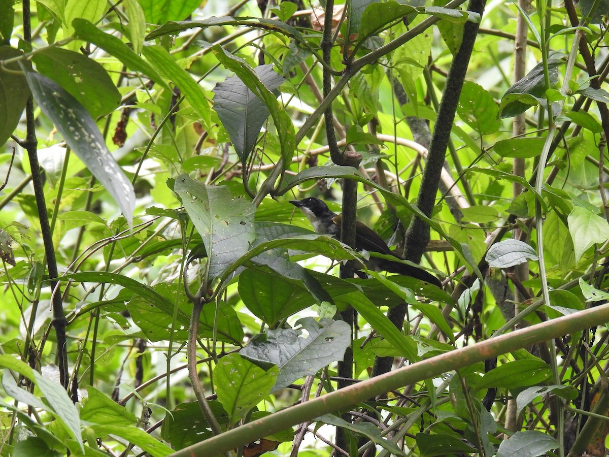 Costa Rican Brushfinch - ML640276575