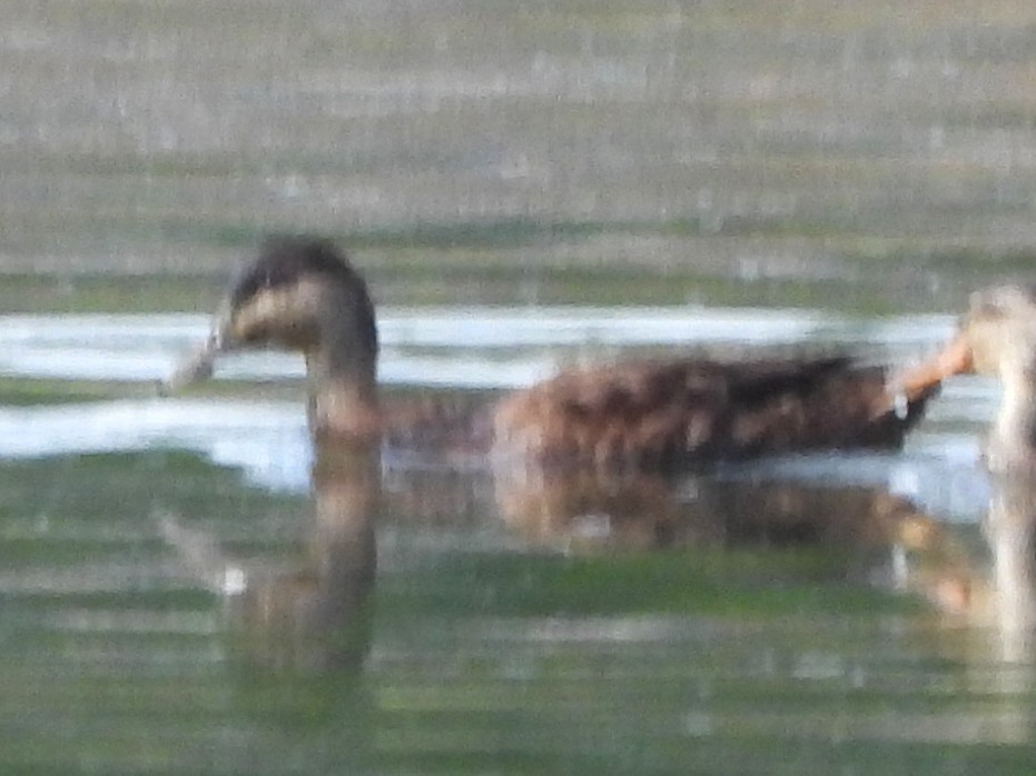 American Black Duck - ML640276698