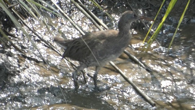 Clapper Rail - ML640276747