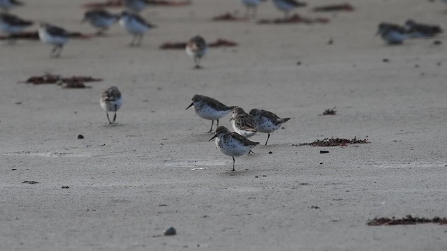 Western Sandpiper - ML640276753