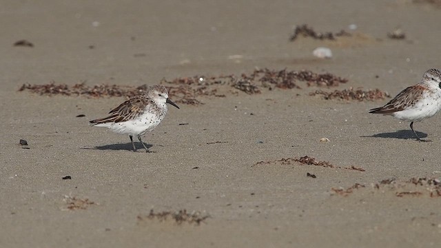 Western Sandpiper - ML640276754