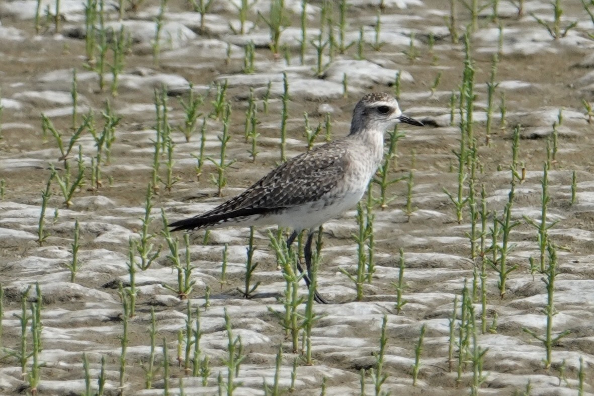 American Golden-Plover - ML640276801