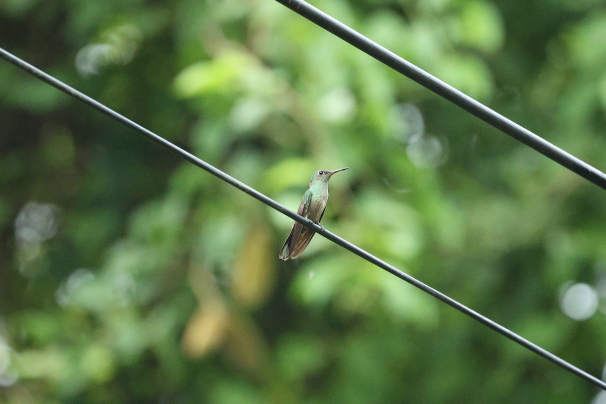 Scaly-breasted Hummingbird - ML640276839