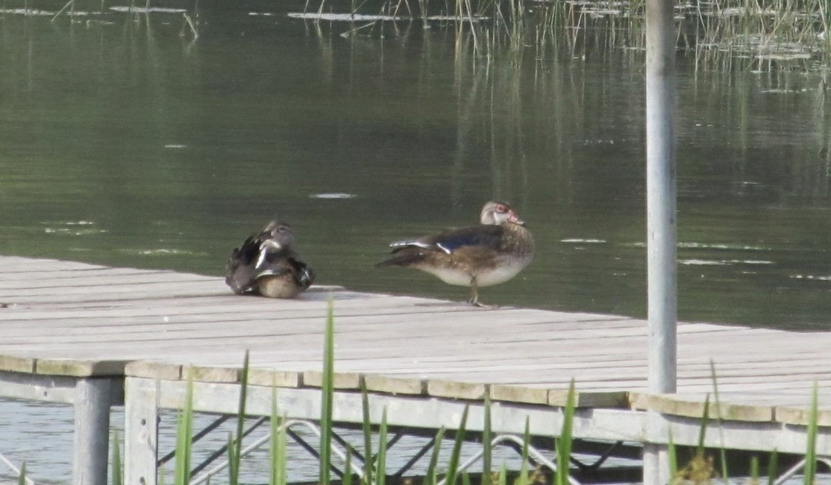 Wood Duck - ML640276853