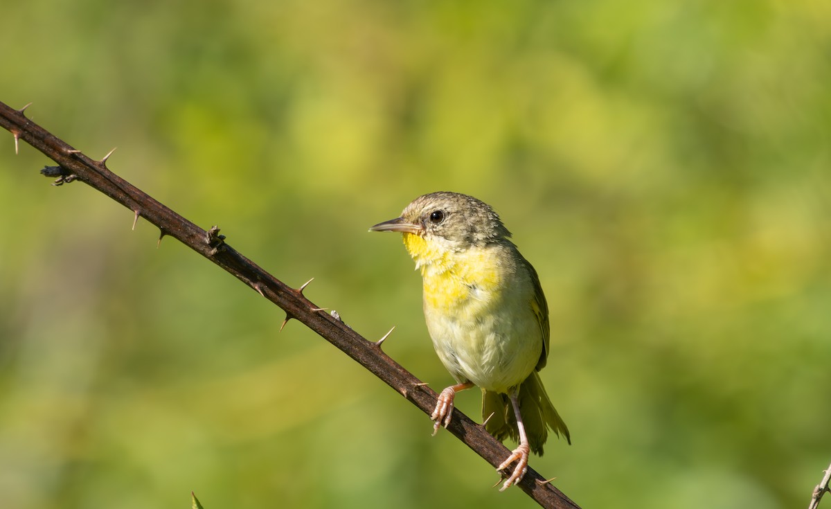 Common Yellowthroat - ML640276855