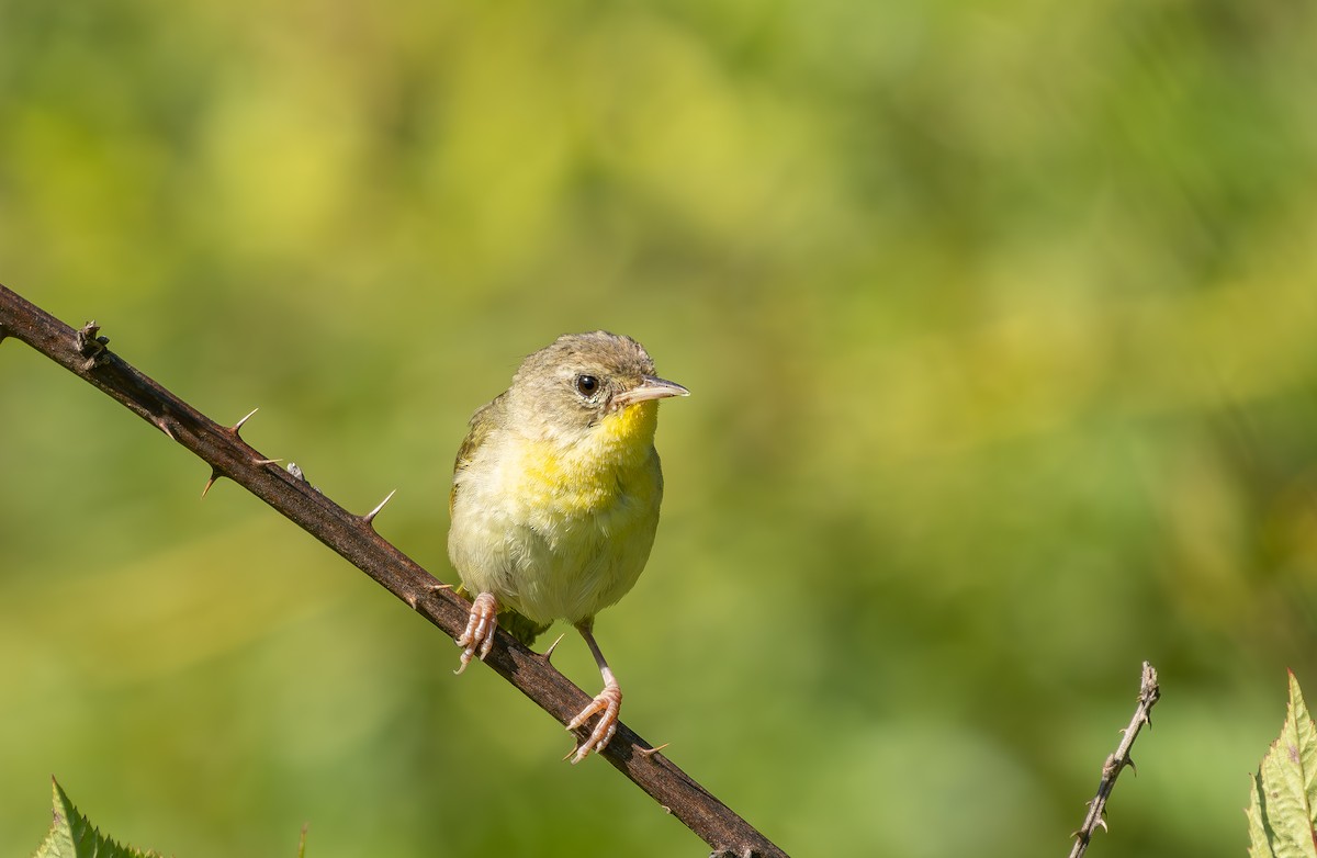 Common Yellowthroat - ML640276856