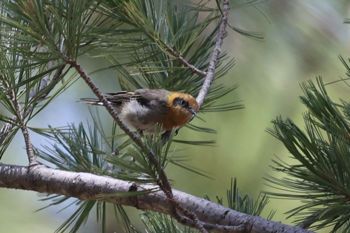 Olive Warbler - ML640276862