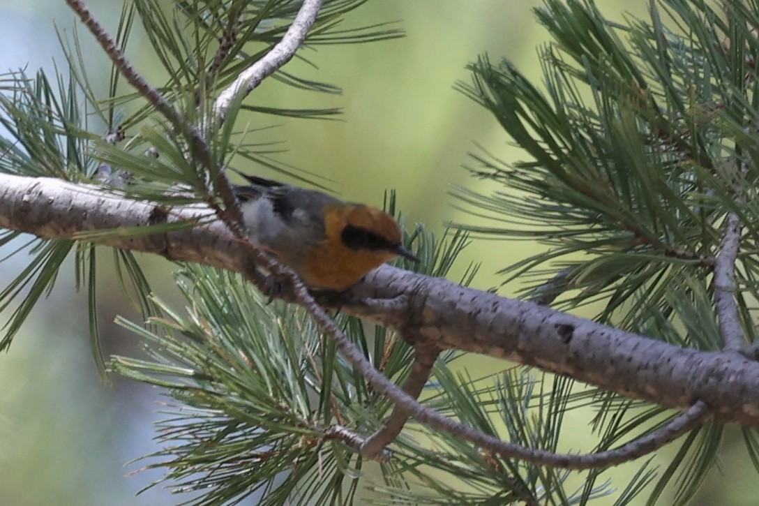Olive Warbler - ML640276863