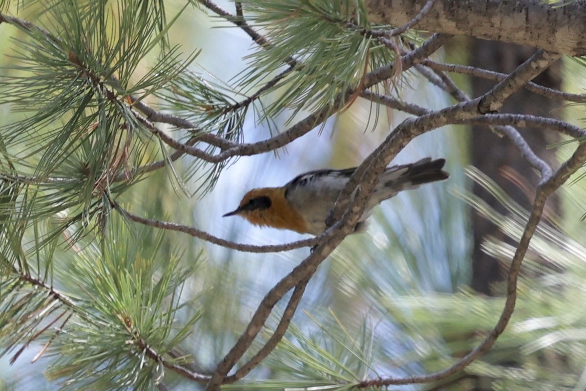 Olive Warbler - ML640276864
