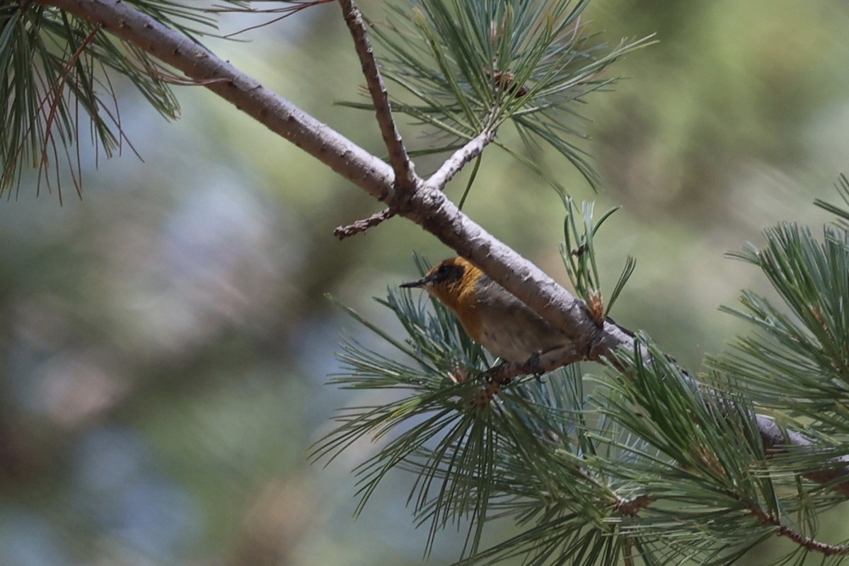 Olive Warbler - ML640276865