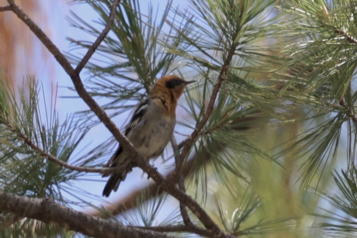 Olive Warbler - ML640276866