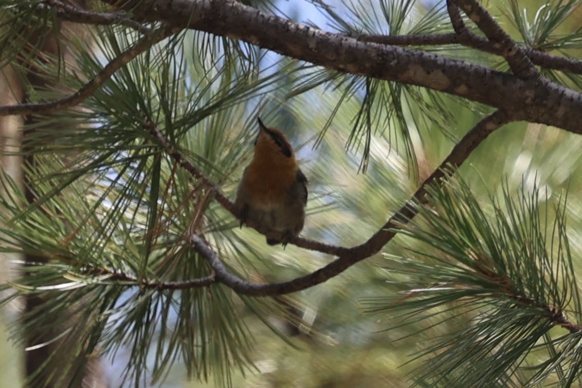 Olive Warbler - ML640276867