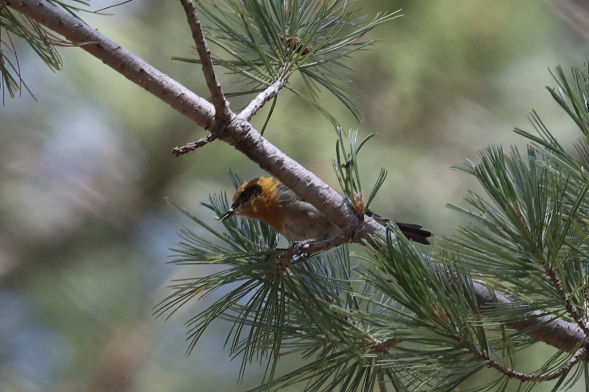 Olive Warbler - ML640276868