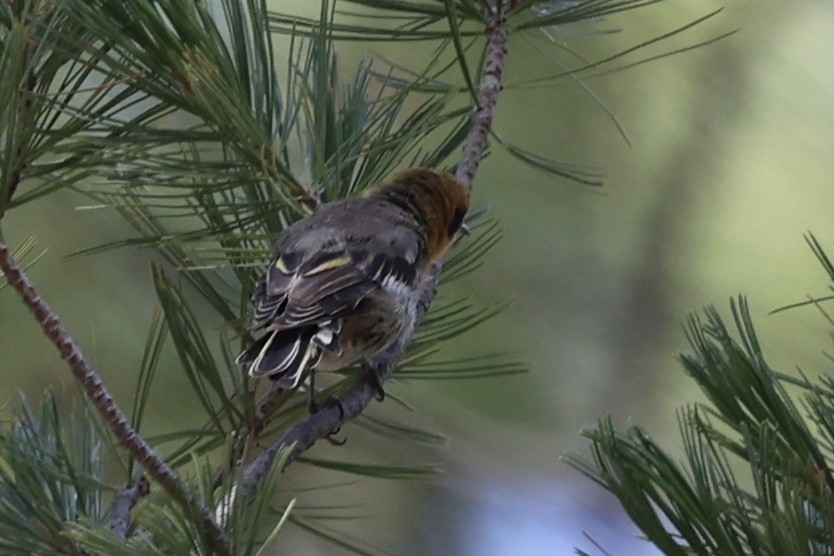 Olive Warbler - ML640276869