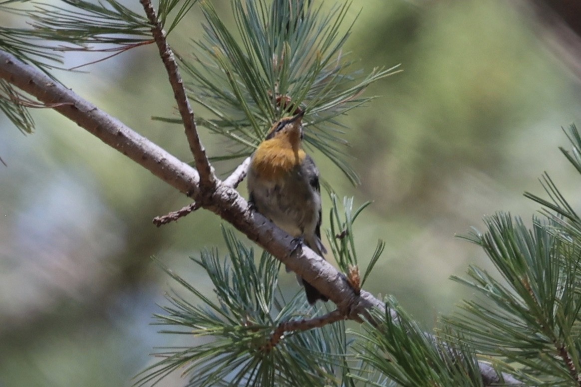 Olive Warbler - ML640276870