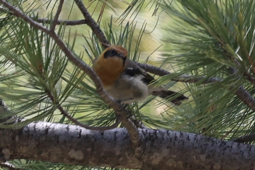 Olive Warbler - ML640276871