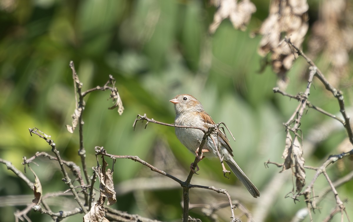 Field Sparrow - ML640276874
