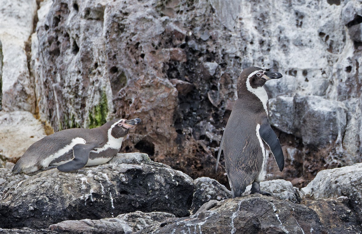 Humboldt Penguin - ML640276875