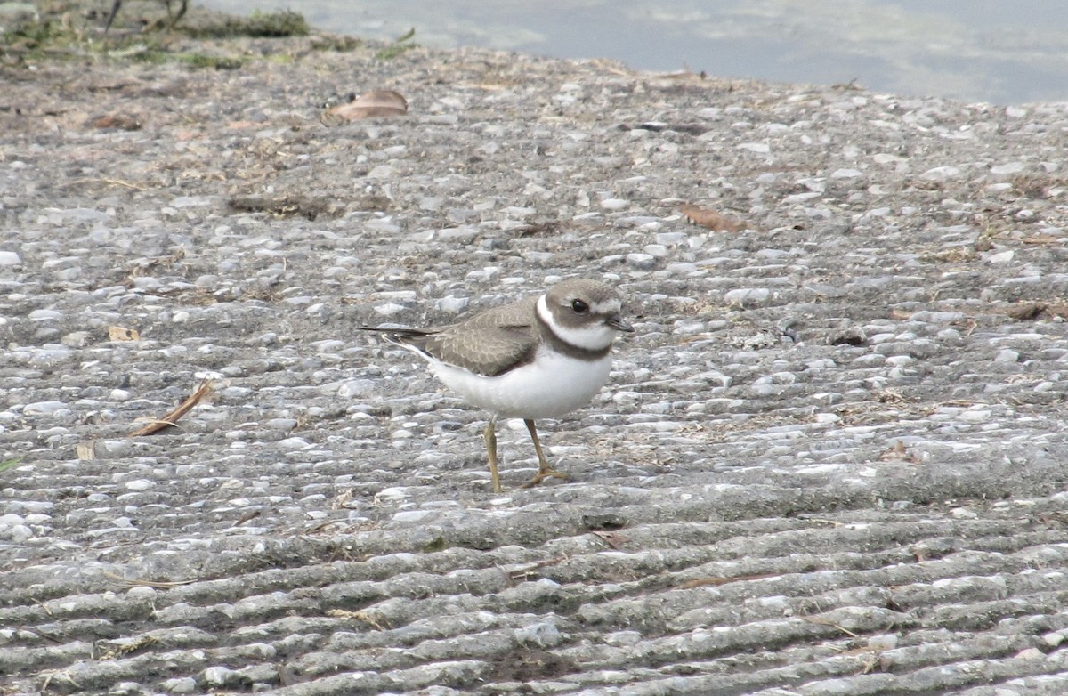 Semipalmated Plover - ML640276878