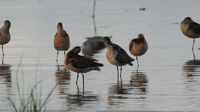 Short-billed Dowitcher - ML640276880