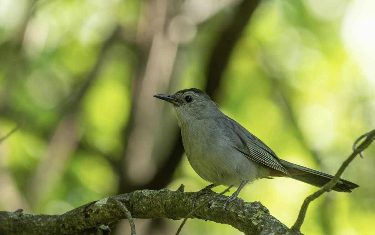 Gray Catbird - ML640276883