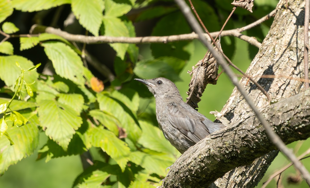 Gray Catbird - ML640276884