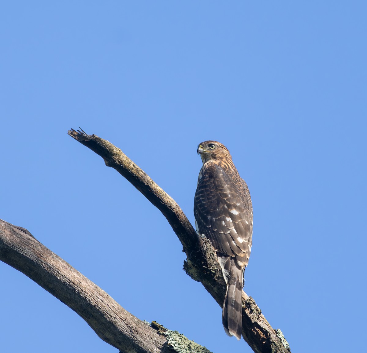 Cooper's Hawk - ML640276892